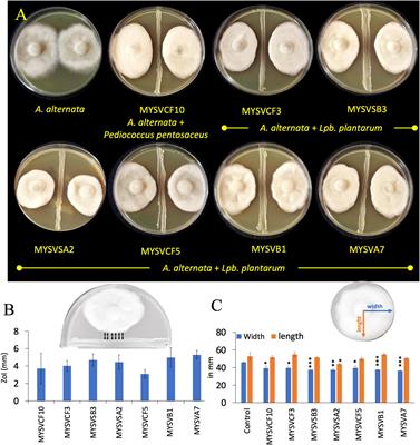 Antagonistic properties of Lactiplantibacillus plantarum MYSVB1 against Alternaria alternata: a putative probiotic strain isolated from the banyan tree fruit